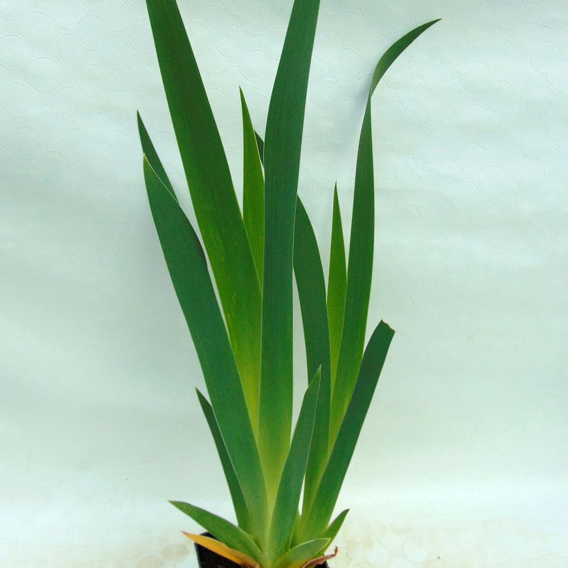 Iris germanica Ruffled Goddess (Folhagem)