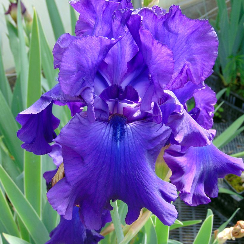 Iris germanica Ruffled Goddess (Floração)