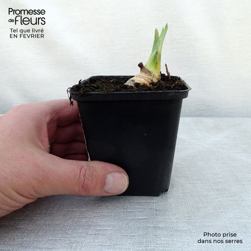 Amostra de Iris germanica Ruffled Goddess Godet de 8/9 cm tal como entregue no inverno