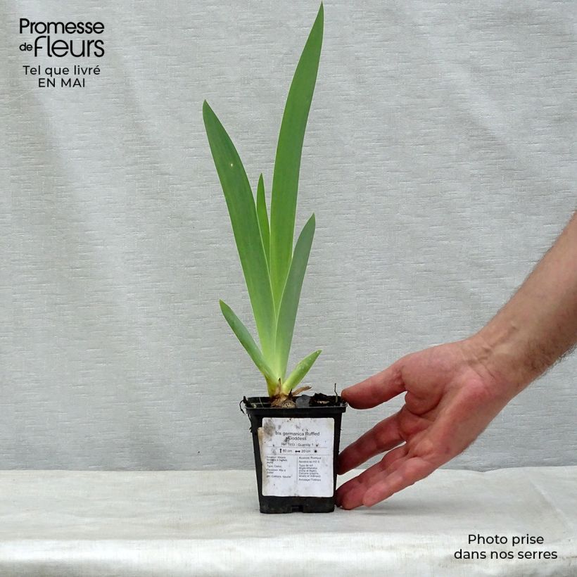 Amostra de Iris germanica Ruffled Goddess Vaso de 8/9 cm tal como entregue na primavera