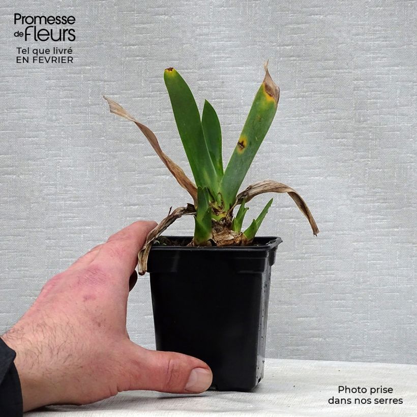 Amostra de Iris germanica Saturn - Iris des Jardins Vaso de 8/9 cm tal como entregue no inverno