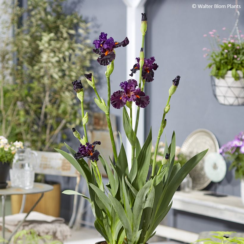 Iris germanica Sharp Dressed Man (Hábito)