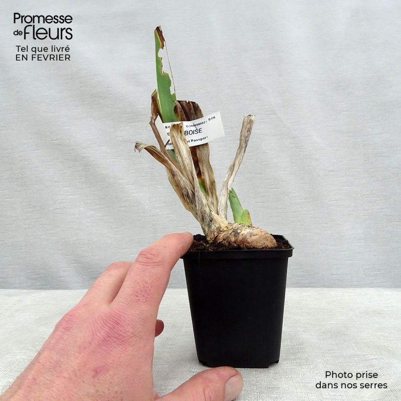 Amostra de Iris germanica Sirop de Framboise - Iris des jardins Vaso de 8/9 cm tal como entregue no inverno