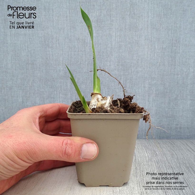 Amostra de Iris germanica Siva Siva - Iris des Jardins Godet de 8/9 cm tal como entregue no inverno