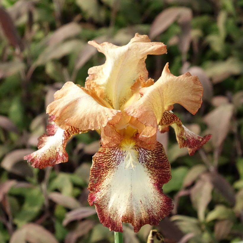 Iris germanica Siva Siva (Floração)