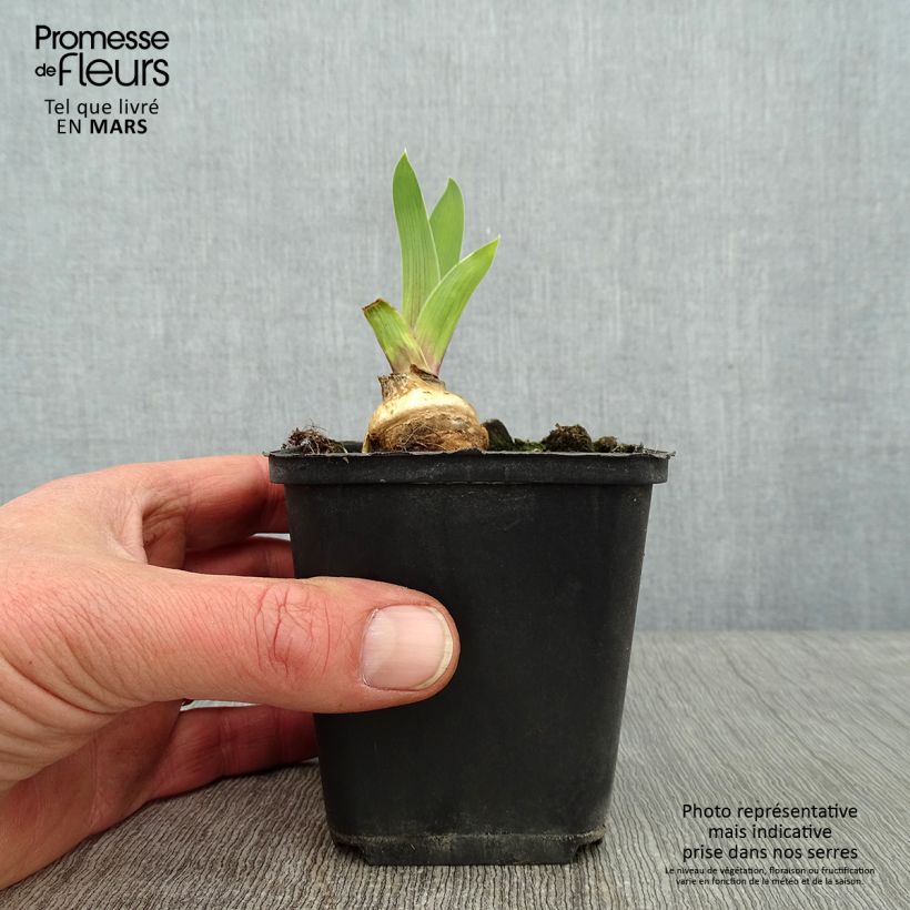 Amostra de Iris germanica Skyfire - Real Delight Vaso de 8/9 cm tal como entregue no inverno