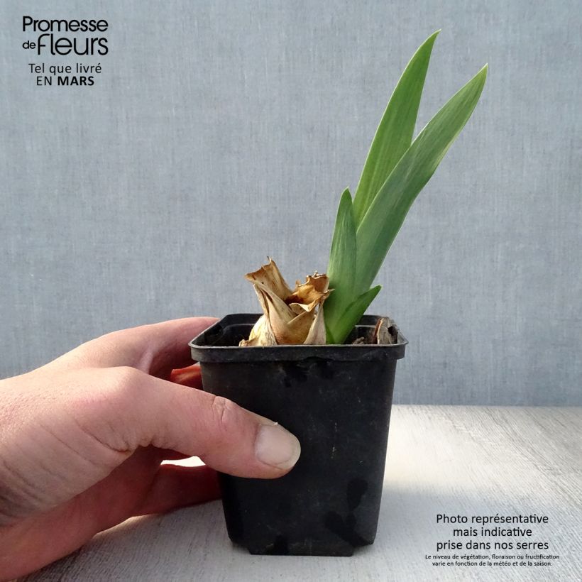 Amostra de Iris germanica Skyfire Vaso de 8/9 cm tal como entregue na primavera