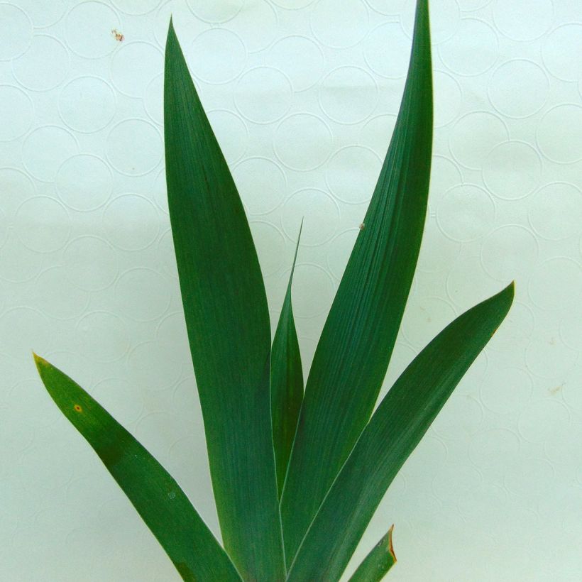 Iris germanica Smiling Faces (Folhagem)