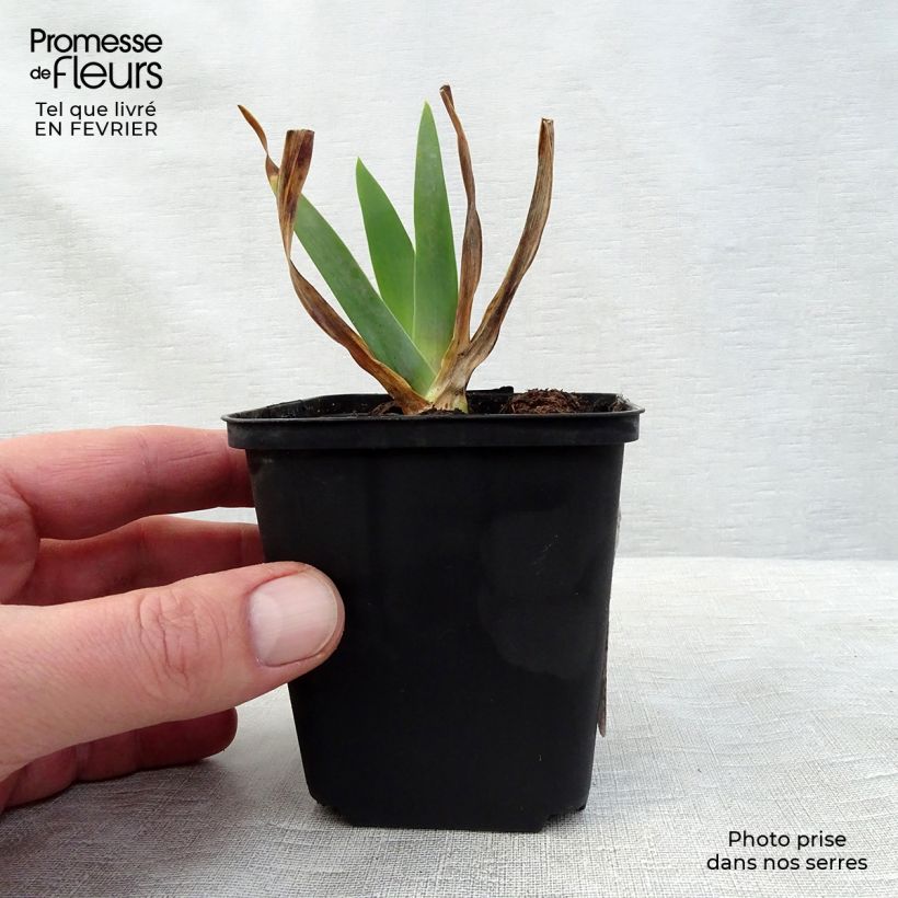 Amostra de Iris germanica Smiling Faces - Iris des jardins Vaso de 8/9 cm tal como entregue no inverno