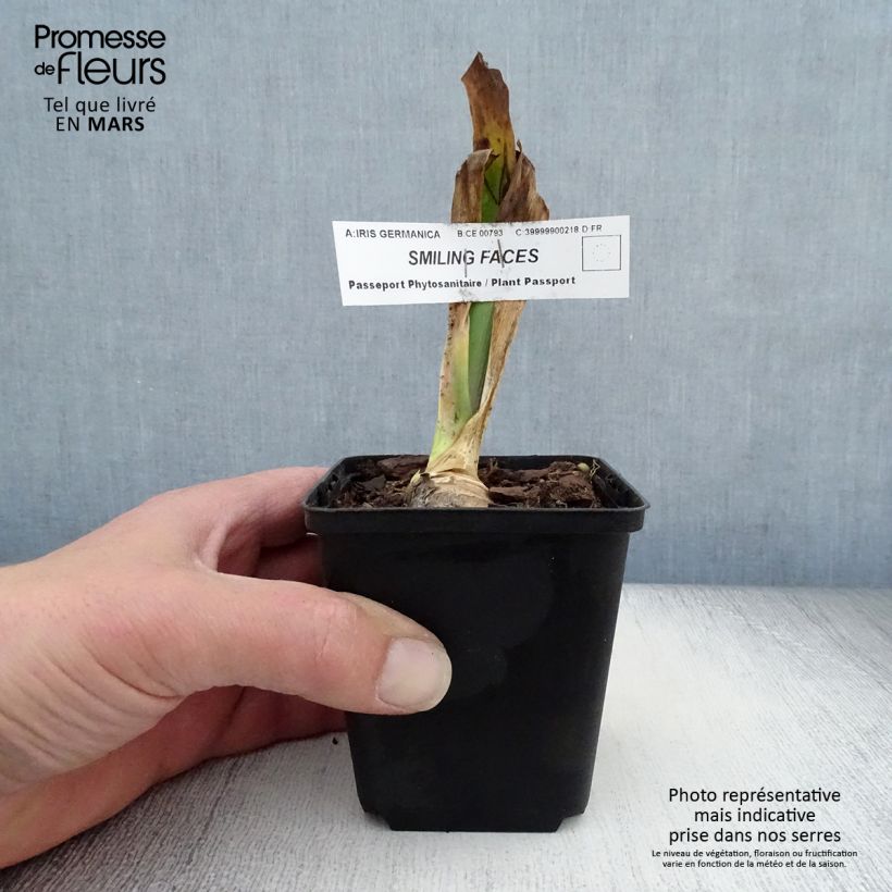 Amostra de Iris germanica Smiling Faces Vaso de 8/9 cm tal como entregue na primavera