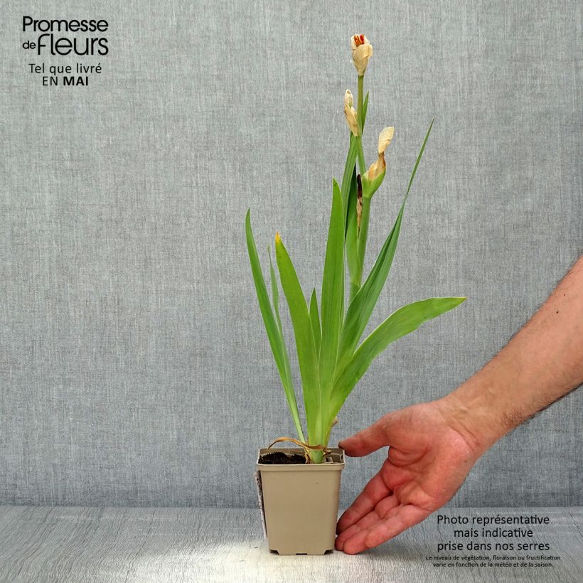 Amostra de Iris germanica Sorbet Fraise Vaso de 8/9 cm tal como entregue na primavera
