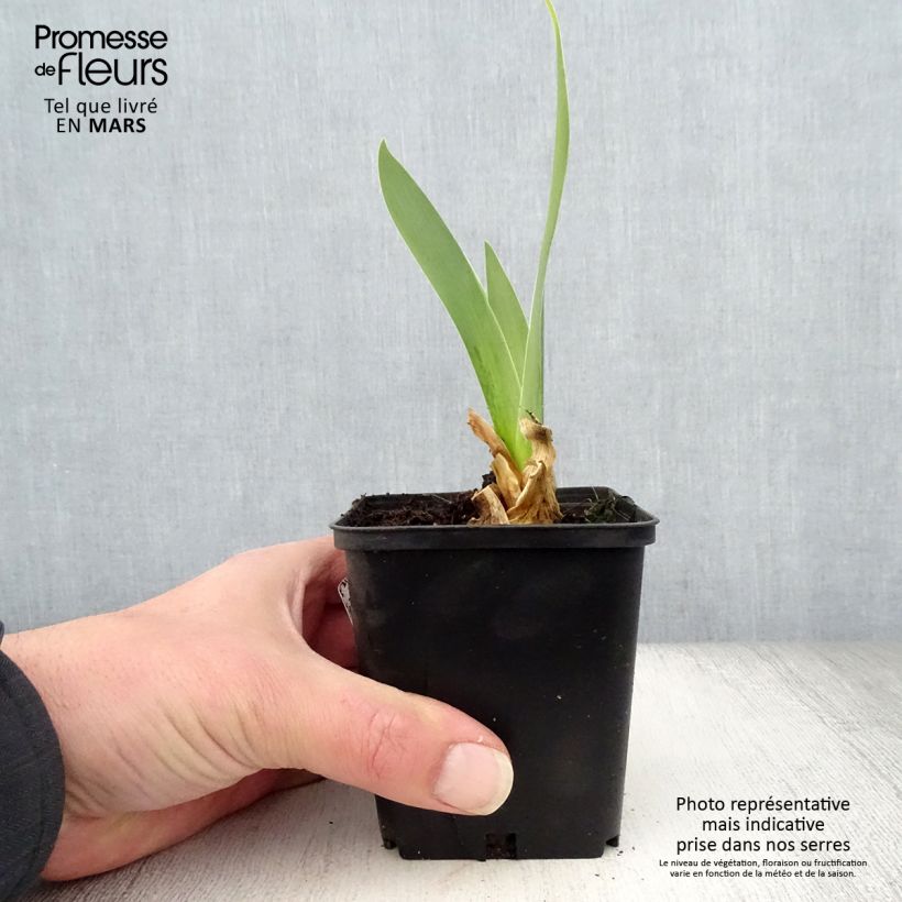 Amostra de Iris germanica Sorcellerie Vaso de 8/9 cm tal como entregue na primavera