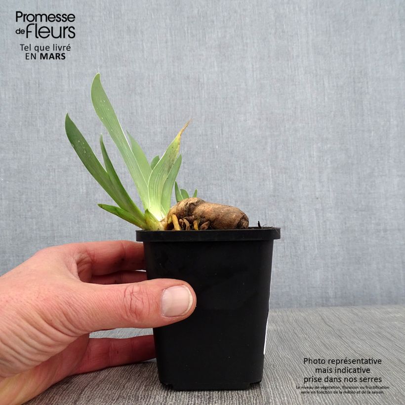 Amostra de Iris germanica Sorcellerie - Iris des Jardins Godet de 8/9 cm tal como entregue no inverno