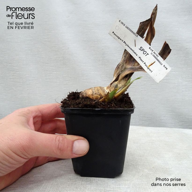 Amostra de Iris germanica Spot - Iris des Jardins remontant. Vaso de 8/9 cm tal como entregue no inverno