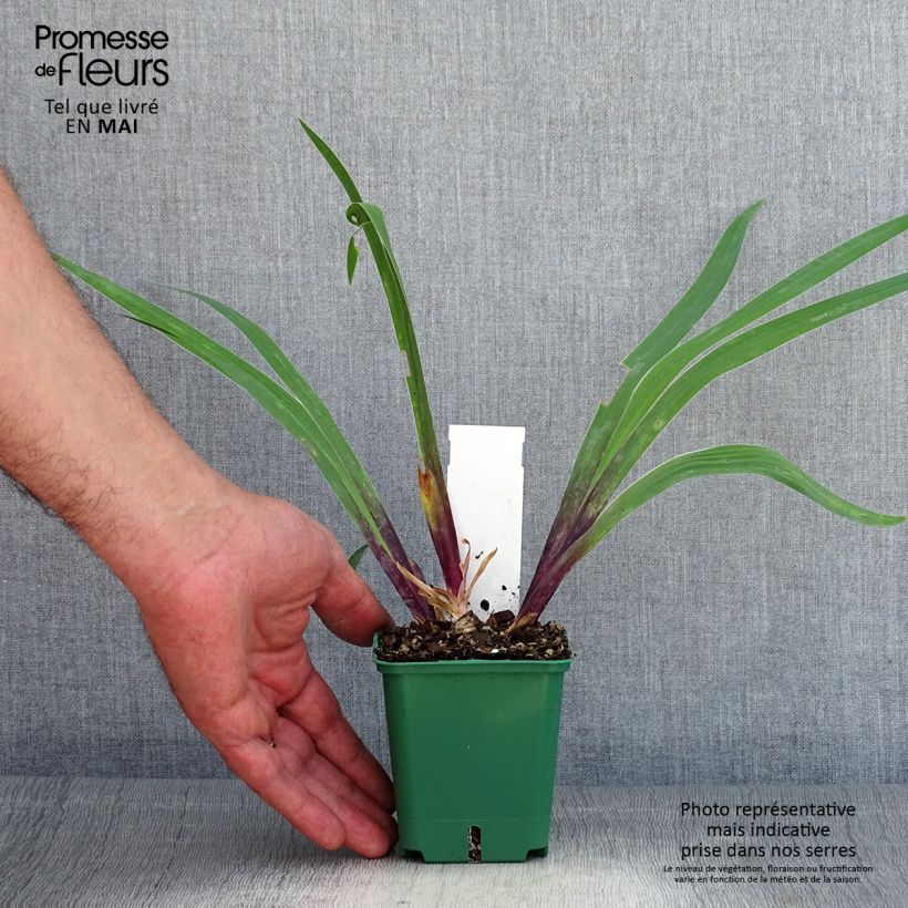 Amostra de Iris germanica Stellata Vaso de 8/9 cm tal como entregue na primavera