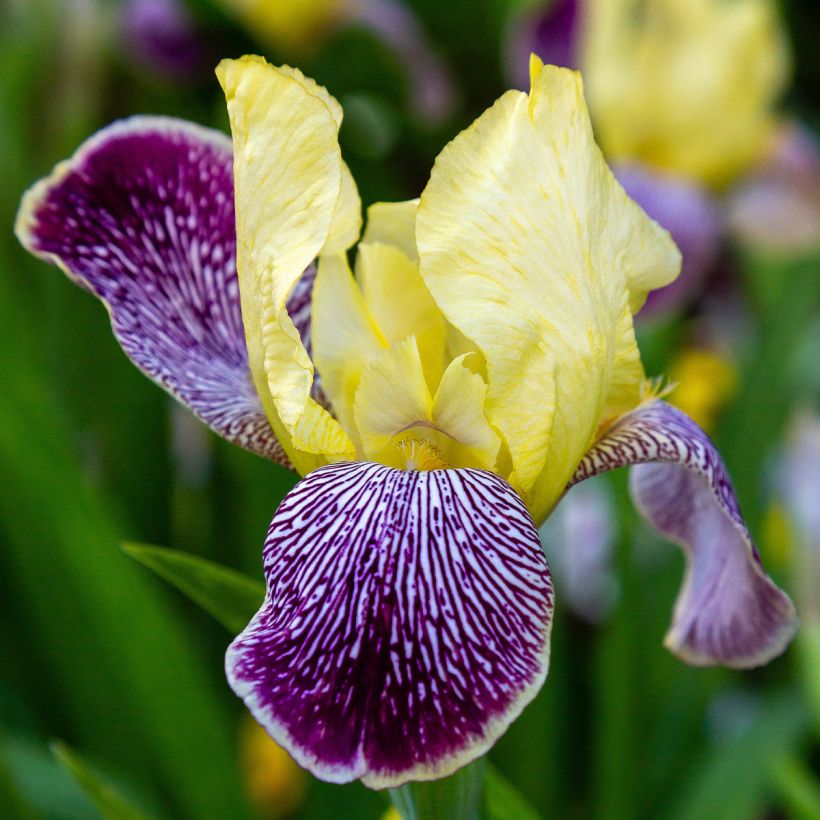 Iris germanica Stellata (Floração)