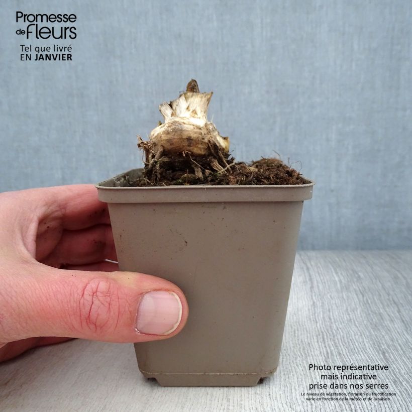 Amostra de Iris germanica Storm Center - Iris des Jardins Godet de 8/9 cm tal como entregue no inverno