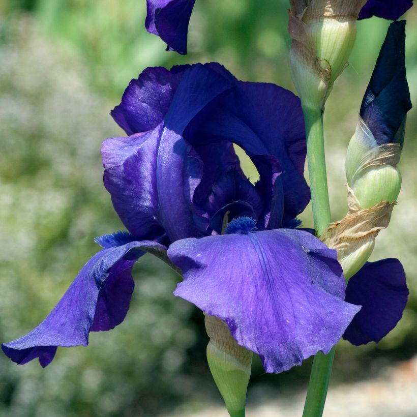 Iris germanica Storm Center (Floração)