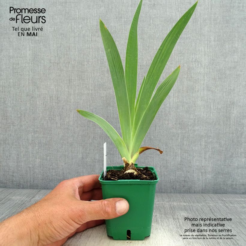 Amostra de Iris germanica Sultan's Palace Vaso de 8/9 cm tal como entregue na primavera