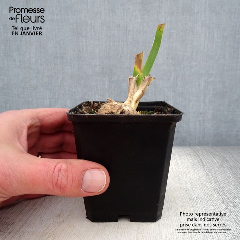 Amostra de Iris germanica Sunset Sky Vaso de 8/9 cm tal como entregue no inverno