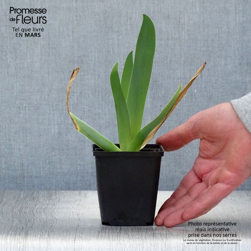 Amostra de Iris germanica Sur la plage Vaso de 8/9 cm tal como entregue na primavera