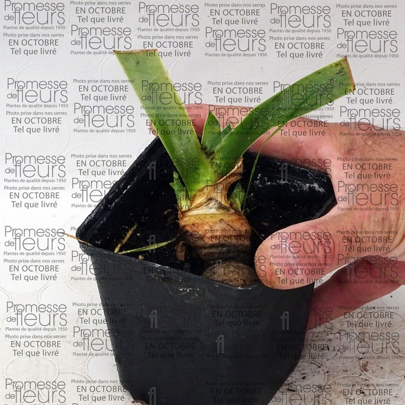 Exemplo de amostra de Iris germanica Tanzanian Tangerine Sunset - Iris des Jardins Vaso de 8/9 cm tal como entregue