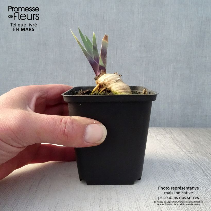 Amostra de Iris germanica Thornbird Vaso de 8/9 cm tal como entregue na primavera