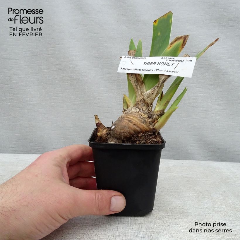 Amostra de Iris germanica Tiger Honey Vaso de 8/9 cm tal como entregue no inverno