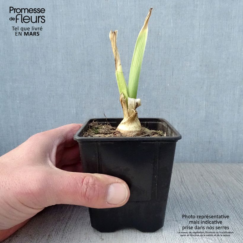 Amostra de Iris germanica Tiger Honey Vaso de 8/9 cm tal como entregue na primavera