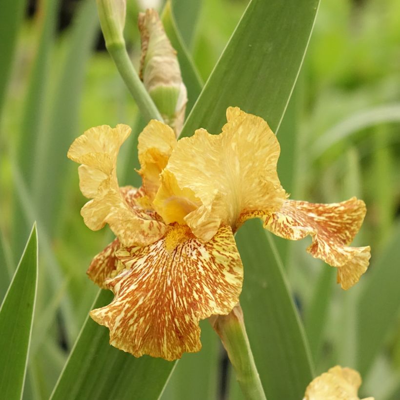 Iris germanica Tiger Honey (Floração)