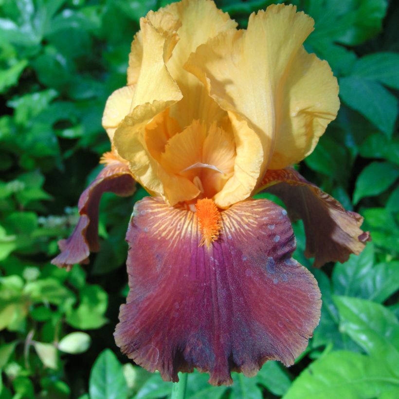 Iris germanica Torero (Floração)