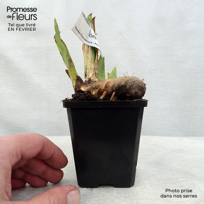 Amostra de Iris germanica Torero - Iris des Jardins Godet de 8/9 cm tal como entregue no inverno