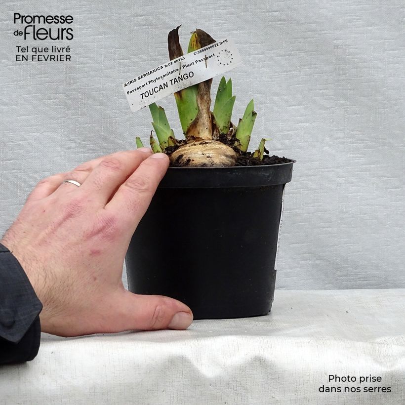 Amostra de Iris germanica Toucan Tango Vaso de 8/9 cm tal como entregue no inverno