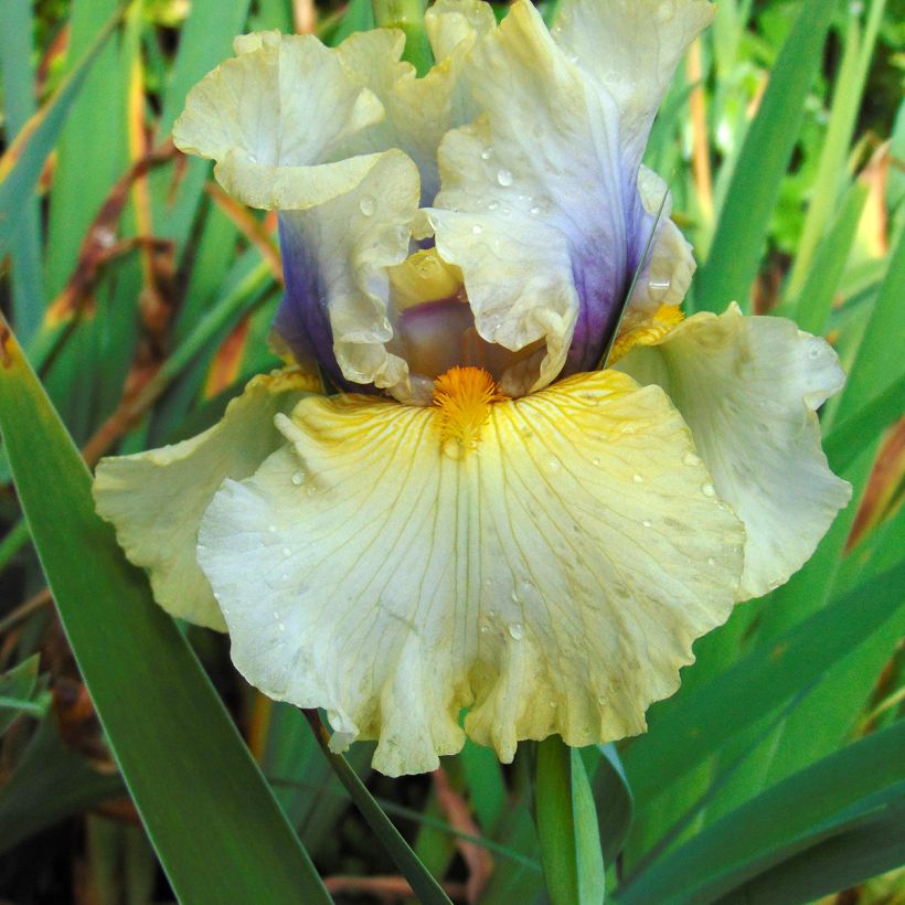 Iris germanica Trade Secret (Floração)