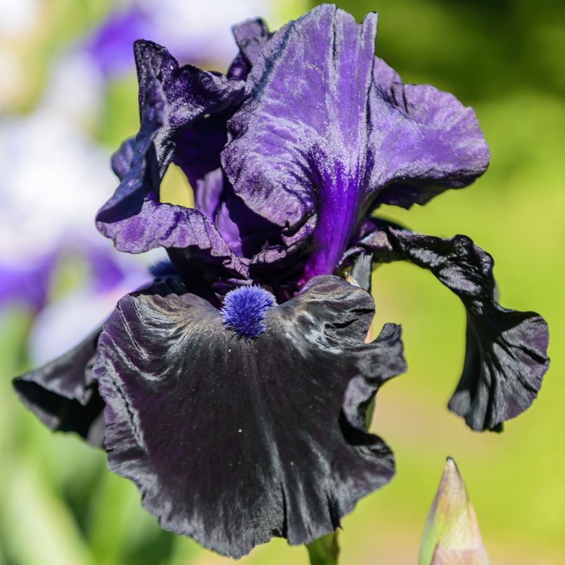 Iris germanica Tuxedo (Floração)