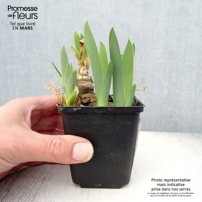 Amostra de Iris germanica Urluberlu Vaso de 8/9 cm tal como entregue na primavera