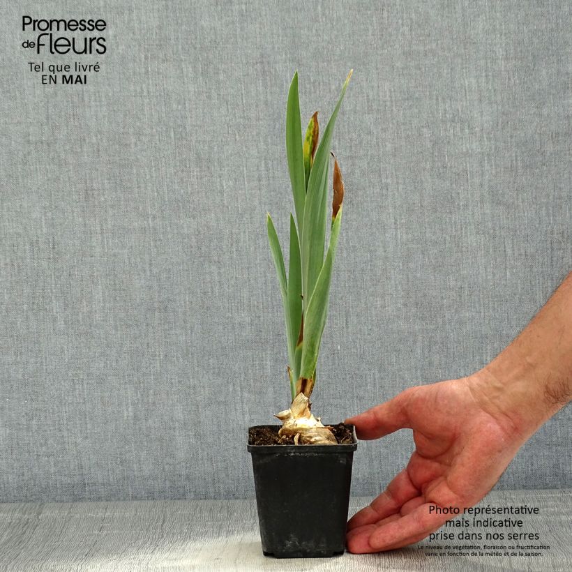 Amostra de Iris germanica Virgule Vaso de 8/9 cm tal como entregue na primavera