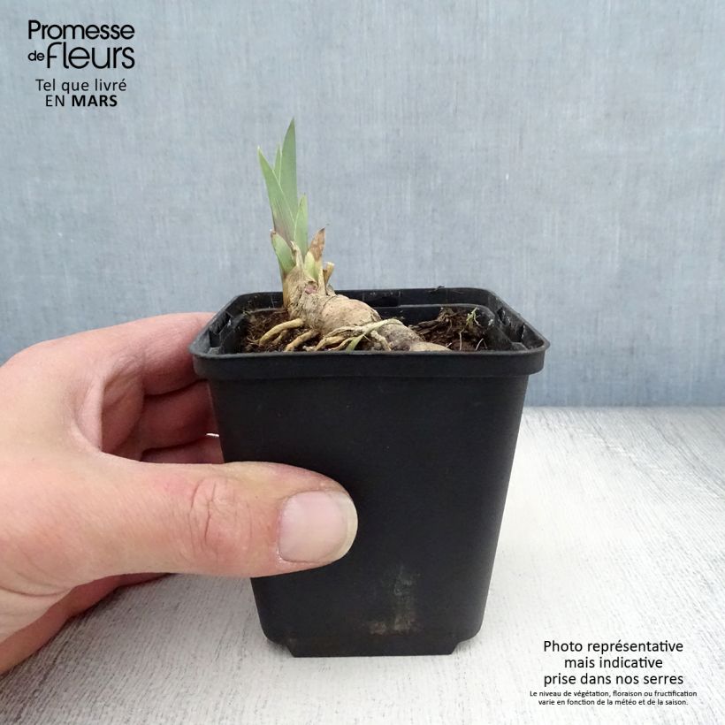 Amostra de Iris germanica Vitafire Vaso de 8/9 cm tal como entregue na primavera