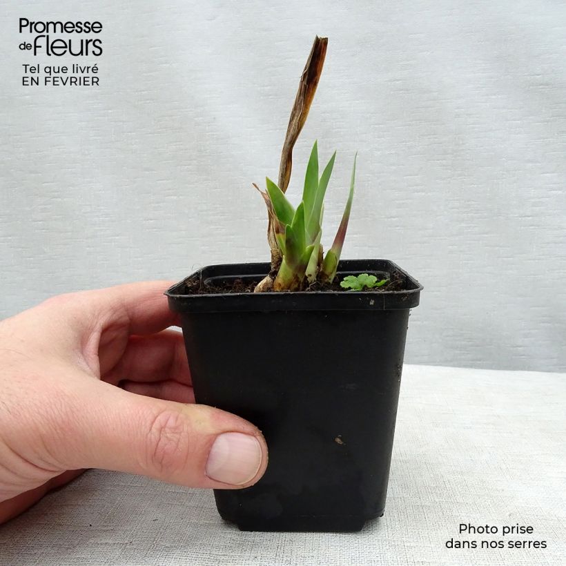 Amostra de Iris germanica Wabash - Grand iris des jardins Vaso de 8/9 cm tal como entregue no inverno