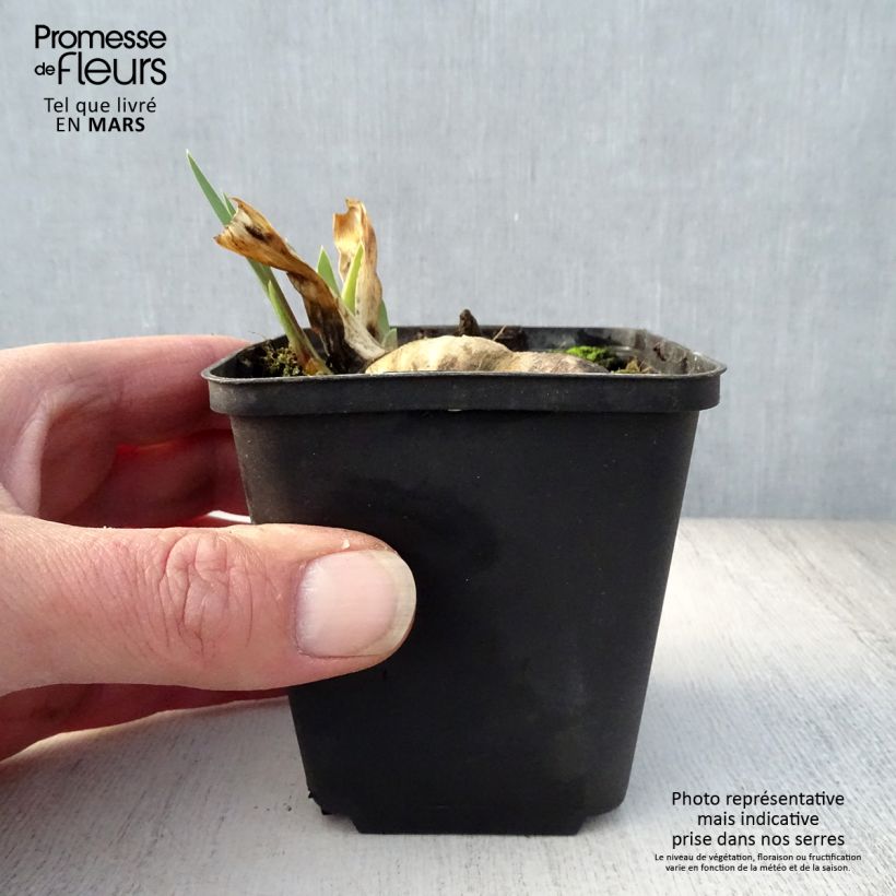 Amostra de Iris germanica Wabash Vaso de 8/9 cm tal como entregue na primavera