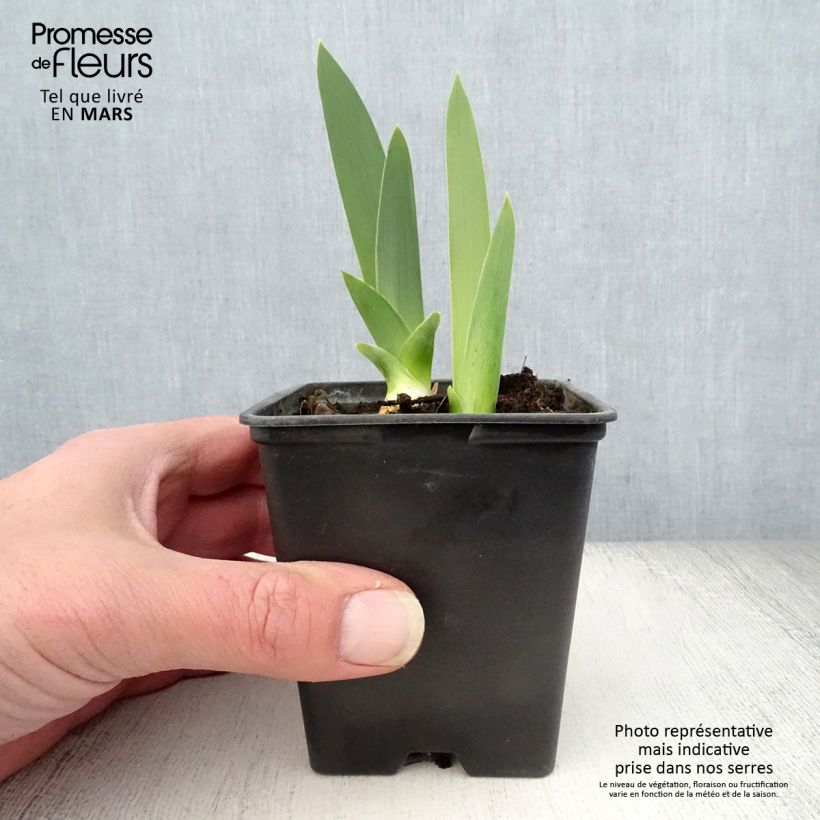 Amostra de Iris germanica Yaquina Blue Vaso de 8/9 cm tal como entregue na primavera