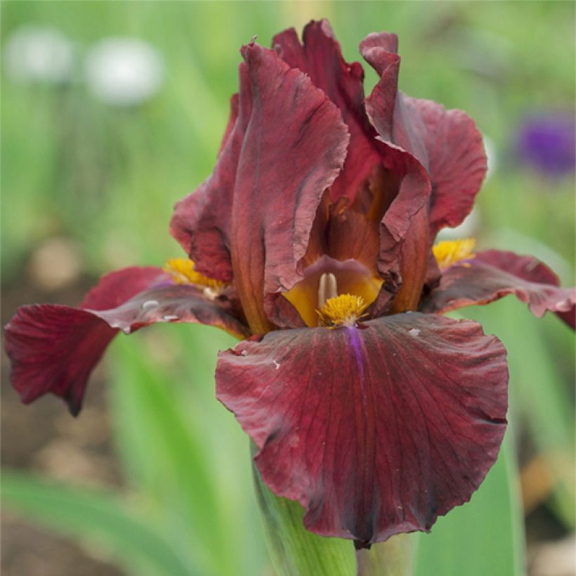 Iris germanica Young Blood (Floração)