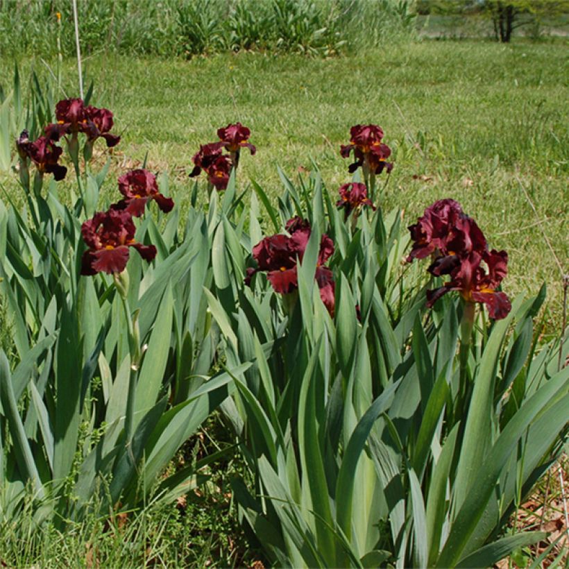 Iris germanica Young Blood (Hábito)