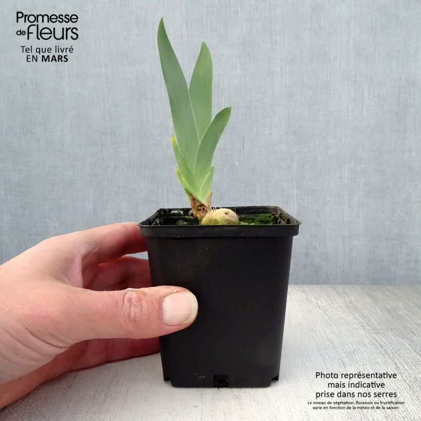 Amostra de Iris germanica Young Blood Vaso de 8/9 cm tal como entregue na primavera