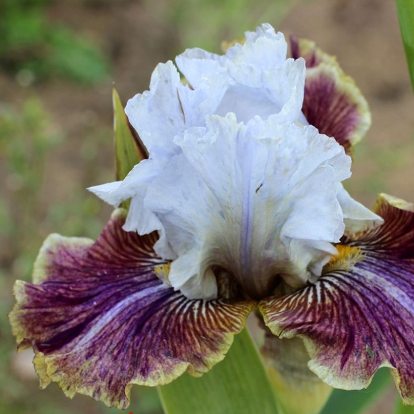 Iris germanica Coloration Végétale (Floração)
