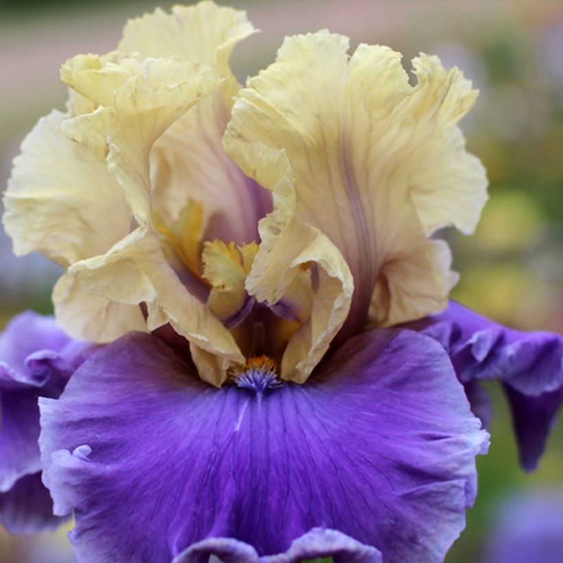 Iris germanica Guernazelle (Floração)