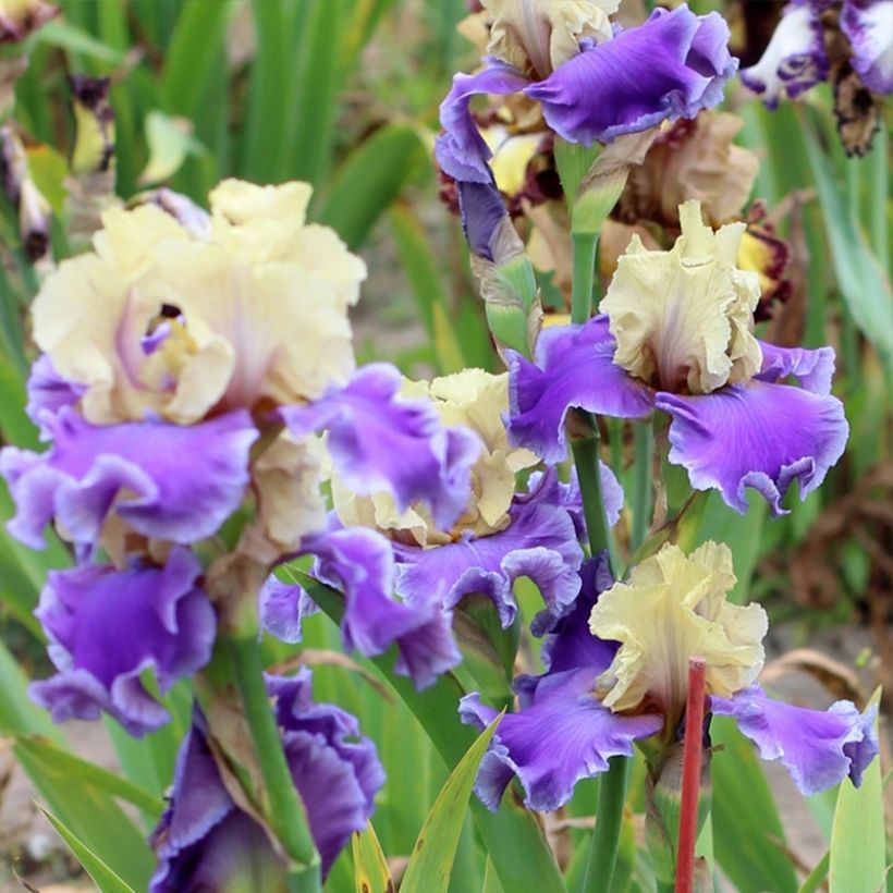 Iris germanica Guernazelle (Hábito)