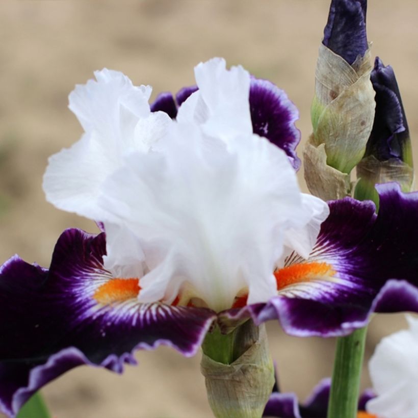 Iris germanica Le Bois Du Vent (Hábito)