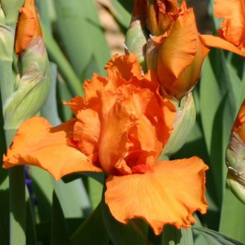 Iris germanica Poil De Carotte (Floração)