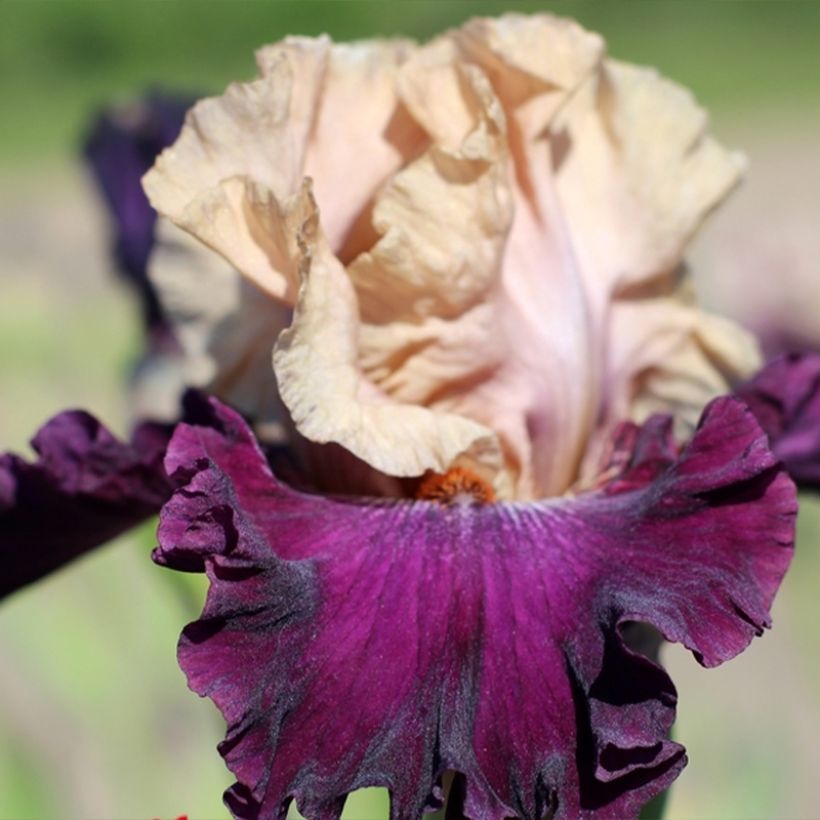 Iris germanica Sacrée Gralée (Floração)